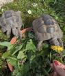 Spur Thighed : 2 male Spur Thighed approx age 5 Ibera (Willow & Ziggy)
